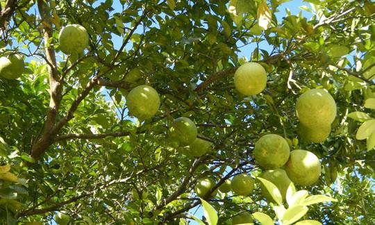 Unreife Pomelos an Baum in den Philippinen hängend. Unreife Pomelos an Baum in den Philippinen hängend.