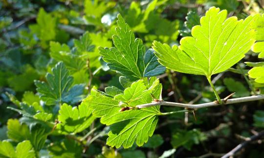 Foglie di ribes su arbusto - Ribes spp. Foglie di ribes su arbusto - Ribes spp.