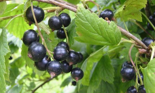 Foglie di ribes del ribes nero sull'arbusto - Ribes nigrum. Foglie di ribes del ribes nero sull'arbusto - Ribes nigrum.