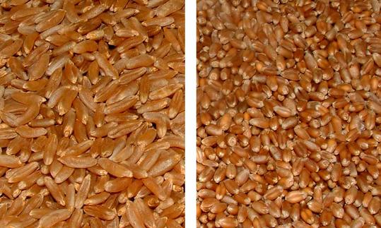 Comparación entre granos de trigo kamut y de trigo normal; a la izquierda, los granos notablemente más grandes del kamut. Confronto tra Kamut e chicchi di grano tenero. A sinistra i più grandi chicchi di Kamut.