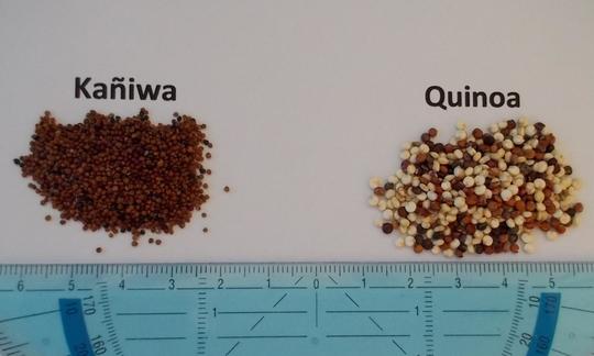 Kañiwa im Vergleich mit Quinoa: Das Bild zeigt die Samen der beiden nahe verwandten Samen. Kañiwa im Vergleich mit Quinoa: Das Bild zeigt die Samen der beiden nahe verwandten Samen.