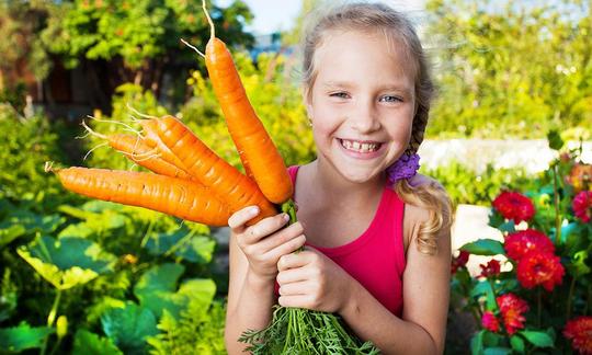 Carrots, raw - Daucus carota - Girl in the garden with a bunch of fresh carrots in her hand.