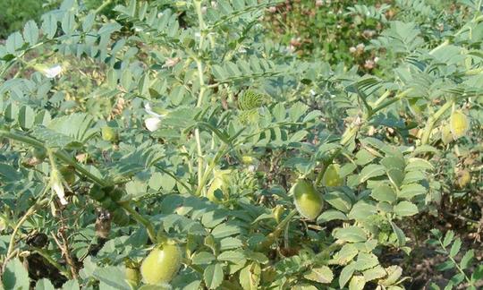 Mata de garbanzos con pocas vainas. En su interior sólo hay de uno a cuatro garbanzos inmaduros. Mata de garbanzos con pocas vainas. En su interior sólo hay de uno a cuatro garbanzos inmaduros.