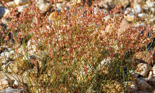 Wildpflanze Kleiner Sauerampfer - Rumex acetosella: Blühende Pflanzen in steinigem Boden. Wildpflanze Kleiner Sauerampfer - Rumex acetosella: Blühende Pflanzen in steinigem Boden.