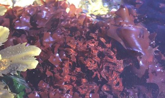 Knorpbeltang, bekannt als Irish Moss. Kann farblich stark unterschiedlich sein von gelb bis violett. Knorpbeltang, bekannt als Irish Moss. Kann farblich stark unterschiedlich sein von gelb bis violett.
