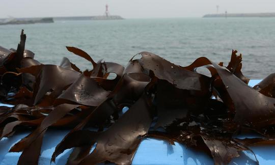 Harvest of kombu algae: old = Laminaria spp. new Saccharina japonica (kelp). Harvest of kombu algae: old = Laminaria spp. new Saccharina japonica (kelp).