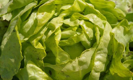 Verdura y productos vegetales. Lechuga francesa (mantecosa), cruda. Lactuca sativa var. capitata. Verdura y productos vegetales. Lechuga francesa (mantecosa), cruda. Lactuca sativa var. capitata.