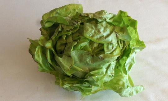 Lechuga francesa sobre paño de cocina: esta lechuga estimula el apetito. Sus hojas exteriores son las que más nutrientes contienen.