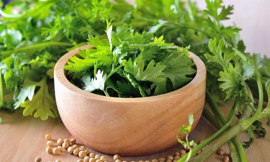 Cilantro (fresh coriander) - Coriandrum sativum: leaves in a small wooden bowl with some coriander seeds in front of the bowl Cilantro (fresh coriander): Leaves in a small wooden bowl with some coriander seeds in front of it.