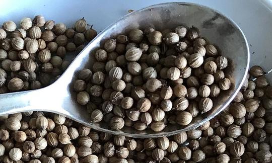 Samen des echten Koriander, Coriandrum sativum: Esslöffel gefüllt mit Koriandersamen, im Hintergrund eine Schüssel gefüllt mit getrockneten Koriandersamen. Samen des echten Koriander, Coriandrum sativum: Esslöffel gefüllt mit Koriandersamen.