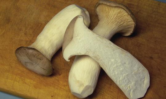 Kräuterseitling - Pleurotus eryngii - drei Pilze auf Holzbrett, einer davon längs aufgeschnitten. Kräuterseitling - Pleurotus eryngii - drei Pilze auf Holzbrett, einer davon längs aufgeschnitten.