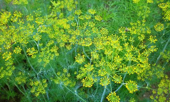 Dillkraut - im Garten, blühend. Nur Kraut verwenden. Samen fallen lassen für nächstes Jahr. Dillkraut - im Garten, blühend. Nur Kraut verwenden. Samen fallen lassen für nächstes Jahr.