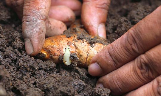 Planta plántulas de cúrcuma en el suelo (Curcuma longa) para tu propia cosecha o flores.