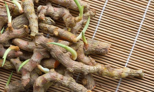 Cúrcuma (Curcuma longa): algunas raíces germinadas en estera de bambú para plantar su propia cúrcuma