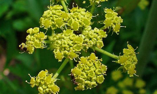 Infiorescenza di levistico, detta anche erba Maggi - Levisticum officinale L. Infiorescenza di levistico, detta anche erba Maggi - Levisticum officinale L.