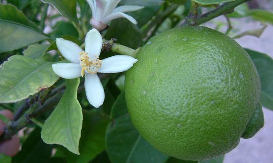 Fresh lime (Citrus latifolia) and a lime blossom on a tree.