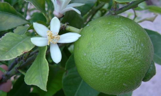 лайм, сырой - Citrus latifolia на дереве с цветком. лайм, сырой - Citrus latifolia на дереве с цветком.