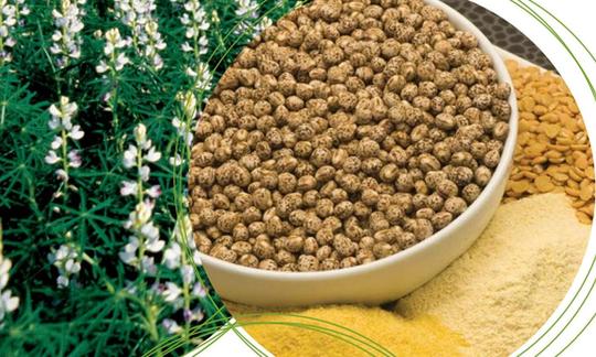 Lupino, fioritura a sinistra, seguito da semi di lupino (marrone), farina di lupino ecc.