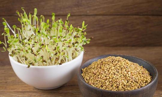 Brotes de semillas de alfalfa brotadas (Medicago sativa), justo al lado de las semillas crudas. Brotes de semillas de alfalfa brotadas (Medicago sativa), justo al lado de las semillas crudas.