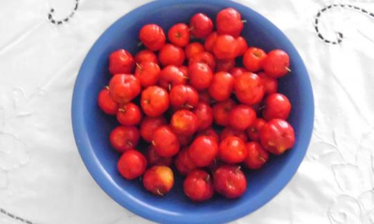 Früchte roh, unbehandelt: Acerola, roh - Malpighia emarginata Früchte roh, unbehandelt: Acerola, roh - Malpighia emarginata