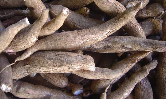 Yuca (Manihot esculenta) cosechada y lista para la venta en un mercado. Yuca (Manihot esculenta) cosechada y lista para la venta en un mercado.