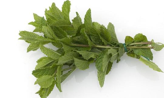 Bündel Marokkanische Minze - Mentha spicata. Bündel Marokkanische Minze - Mentha spicata.