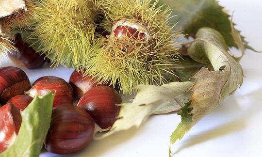 Maronen, roh (Maroni, Marroni), Esskastanien der besonderen Sorte. Maronen, roh (Maroni, Marroni), Esskastanien der besonderen Sorte.