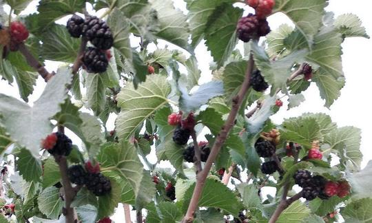 Maulbeere, schwarze (Morus nigra) an Baum hängend, Teilaufnahme aus Navoij, Uzbekistan. Maulbeere, schwarze (Morus nigra) an Baum hängend, Teilaufnahme aus Navoij, Uzbekistan.