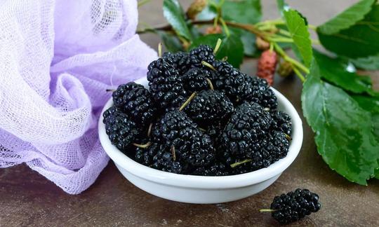 Schwarze Maulbeeren roh (Morus nigra) in weisser Keramikschale. Schwarze Maulbeeren roh (Morus nigra) in weisser Keramikschale.