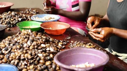 Essbare Cashewnüsse sind niemals roh. Essbarkeit verlangt hohe Erhitzung, um Gift zu verdampfen.