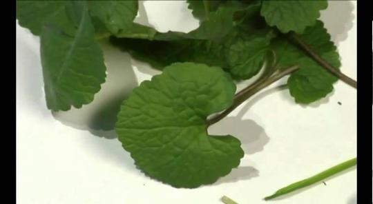 Wildkräuter & essbare Heilpflanzen: Knoblauchsrauke: Elisabeth Westphal stellt die Knoblaufsrauke vor.