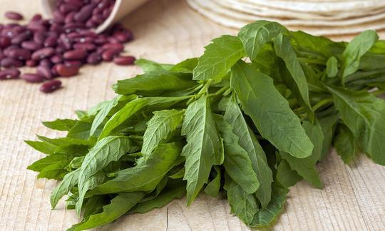 Мексиканский чай (эпазот, Dysphania ambrosioides). Бобы на заднем плане просто для фона. Мексиканский чай (эпазот, Dysphania ambrosioides). Бобы на заднем плане просто для фона.