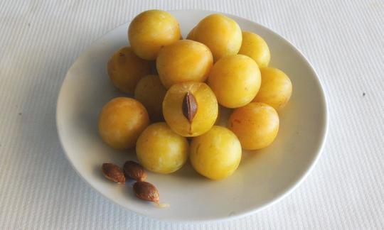 Mirabellen auf einem Teller, drei Fruchtsteine liegen ebenfalls im Teller. Mirabellen auf einem Teller, drei Fruchtsteine liegen ebenfalls im Teller.