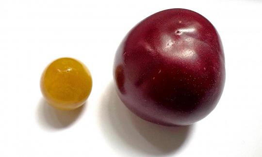 Links: Mirabelle (Prunus domestica subsp. syriaca); rechts Pflaume (Prunus domestica) Links: Mirabelle (Prunus domestica subsp. syriaca); rechts Pflaume (Prunus domestica)