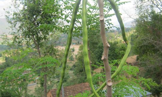 Vaina de moringa, cruda. Moringa oleifera: delante, vainas de moringa de Nepal similares a baquetas y detrás, hojas de moringa. Vainas de moringa, similares a unas baquetas. Moringa oleifera.