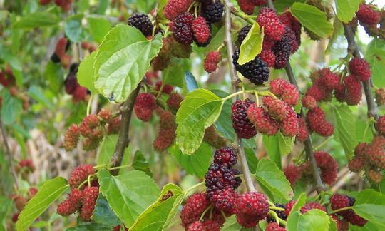 Schwarze Maulbeeren - Morus nigra - unreif an Baum hängend, also rot - mit wenigen reifen (schwarz). Schwarze Maulbeeren - Morus nigra - unreif an Baum hängend, also rot - mit wenigen reifen (schwarz).