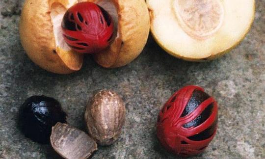 Раскрытый плод мускатного ореха с ядром, окружённым мацисом красного цвета. Раскрытый плод мускатного ореха с ядром, окружённым мацисом красного цвета.