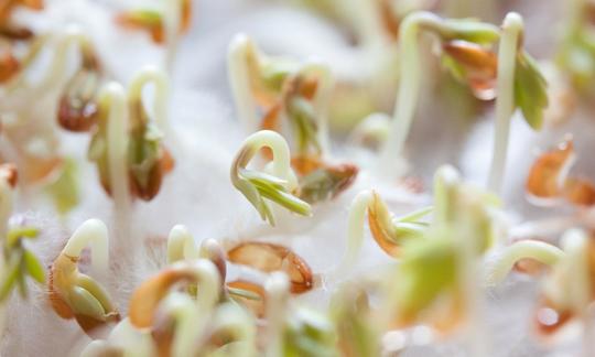 Brotes que ya tienen unos centímetros de largo y muestran los primeros folletos.