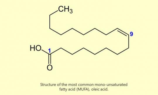 Struktur der Ölsäure (meistvorkommende einfach ungesättigte Fettsäure, MUFA).