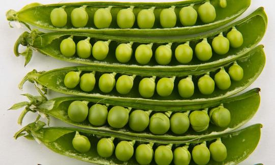 Guisantes en cinco medias conchas al lado del otro - Pisum sativum