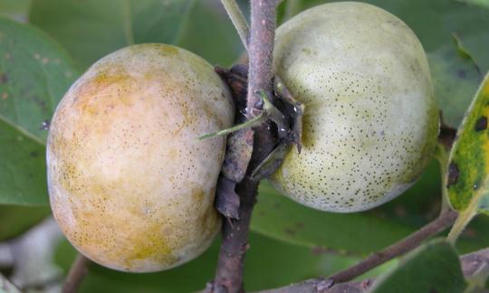 фрукты, сырые, необработанные: Persimmons, native, raw - Diospyros virginiana фрукты, сырые, необработанные: Persimmons, native, raw - Diospyros virginiana