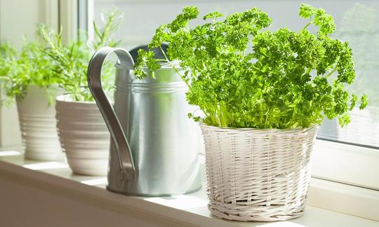 Parsley, fresh - Petroselinum crispum - in a pot on a white window sill, left a watering can.