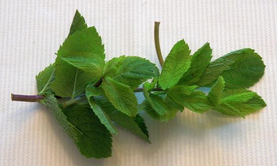Pfefferminze auf einem Tischtuch: Das für die Pfefferminze typische Menthol-Aroma schätzt man nicht nur in der Küche, sondern auch als Zahncreme, Kaugummi etc. Pfefferminze auf einem Tischtuch: Das typische Menthol-Aroma schätzt man nicht nur in der Küche.
