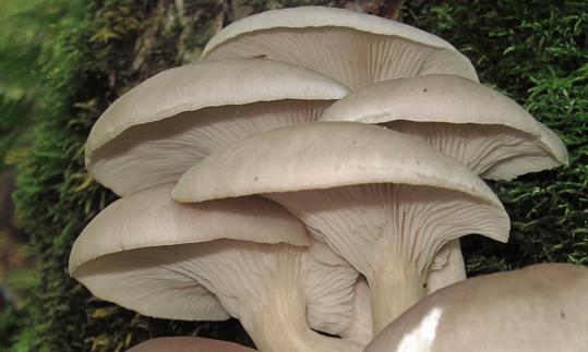 Austern-Seitling, roh (Pleurotus ostreatus), vor einem moosbewachsenen Baumstamm. Austern-Seitling, roh (Pleurotus ostreatus), vor einem moosbewachsenen Baumstamm.