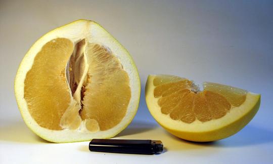 Halbierte und geviertelte Pomelo, davor ein Feuerzeug als Grössenvergleich. Halbierte und geviertelte Pomelo, davor ein Feuerzeug als Grössenvergleich.