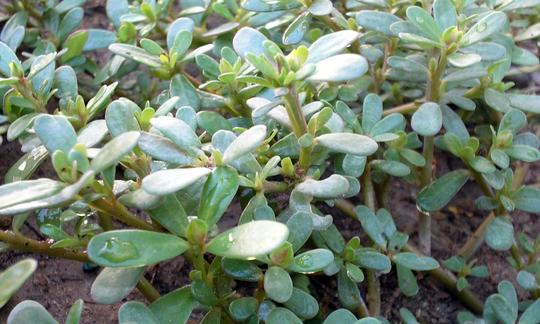 Gemüse roh, unbehandelt: Portulak, roh - Portulaca oleracea Gemüse roh, unbehandelt: Portulak, roh - Portulaca oleracea