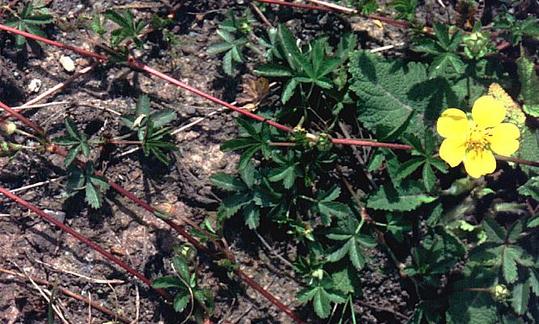 Лапочка ползучая - Potentilla reptans, с побегами и золотисто-желтыми цветками. Лапочка ползучая - Potentilla reptans, с побегами и золотисто-желтыми цветками.