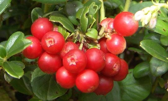 Arándanos agrios (Vaccinium vitis-idaea L.) - frutas maduras entre las hojas de la planta.