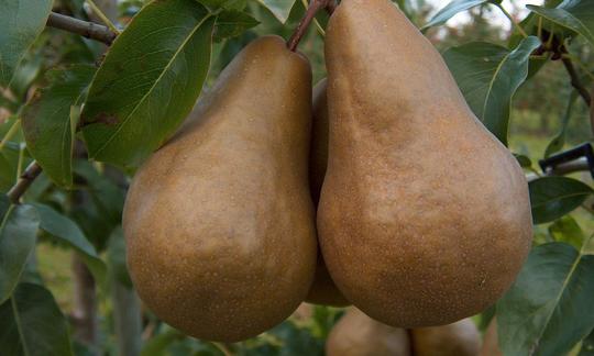 Frutas crudas, sin procesar: pera bosc, cruda. Pyrus communis Pera bosc, cruda y sin procesar; la bosc es una variedad antigua de pera. Pyrus communis.
