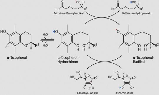 Mechanismus der Reduktion eines Fettsäureradikals durch α-Tocopherol.